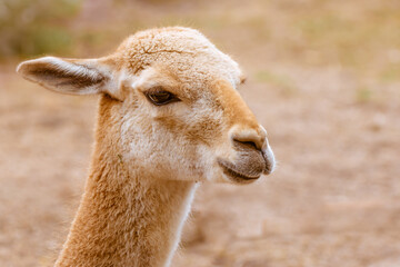 Close-up headshot of face of vigugna, vicuña, similar camelid to alpaca or llama