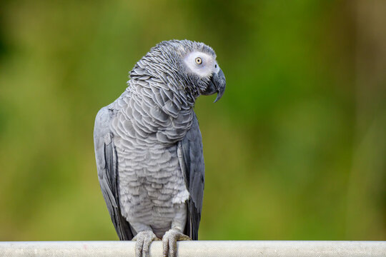 Timneh African Gray parrot standing on wood