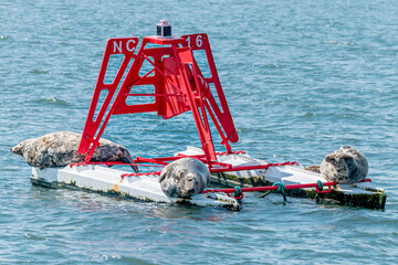 Large grey seals resting on a navigation buoy in the Firth of Forth, Scotland, UK