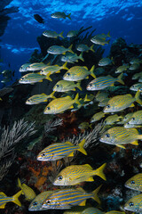 Obraz na płótnie Canvas Caribean Reef Coral similar to red egypt or great barrier australia
