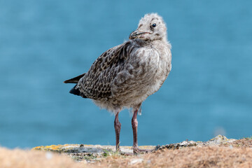 Fluffy fledgling gull on cliff