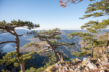 pine trees in the mountains