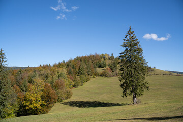 pine tree in the mountains