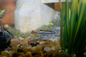 A white cloud mountain minnow in an aquarium fish tank