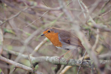 A robin hidden in woodland trees