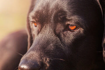 Brown labrador eyes in focus. The look of a black dog. A pet, an animal.