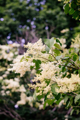 A large, creamy white southern magnolia flower is surrounded by glossy green leaves of a tree. White petal close up