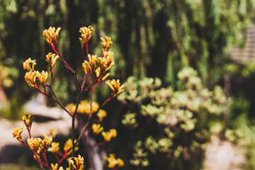 native Australian kangaroo paw plants with flowers outdoor in beautiful tropical backyard