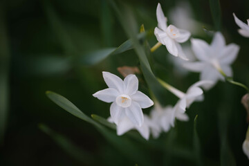 早春に花を咲かせ春を告げる水仙の花。ギリシャ神話に登場するナルシスという美少年の名に由来する。背景をぼかして花を浮かび上がらせて撮影