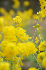 春の訪れを告げる菜の花。前ぼけ後ボケをいかして優しい雰囲気に