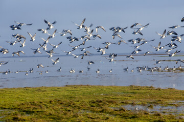 Schwäne und Gänse 