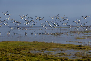 Schwäne und Gänse 