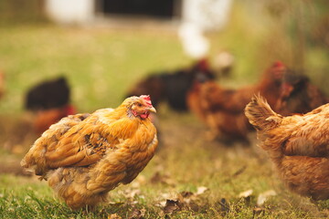 Chickens on a small farm in the country. Small scale poultry farming in Ontario, Canada.