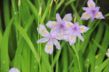 「ヒメシャガ」の花