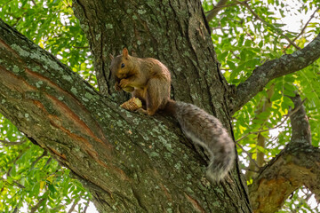Grey Tree Squirrel In A Tree Eating An Ear Of Corn