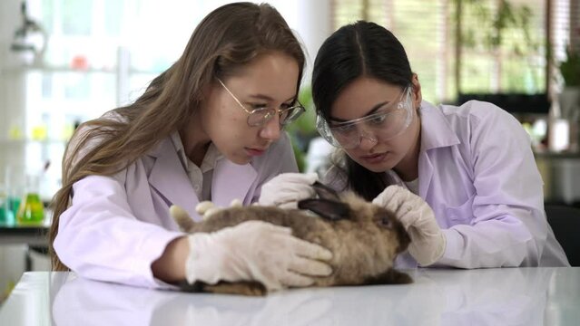 Two young Scientist female doing testing on rabbit in laboratory