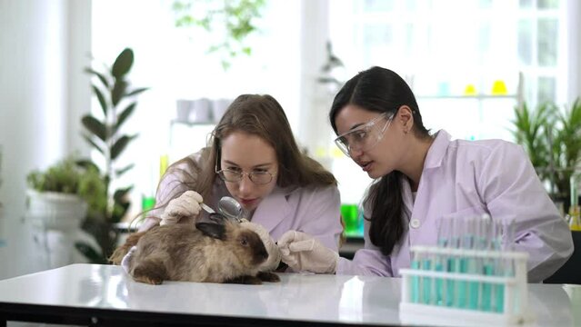 Two young Scientist female doing testing on rabbit in laboratory