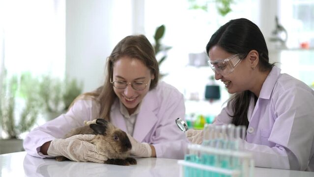 Two young Scientist female doing testing on rabbit in laboratory