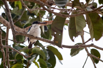 asia bird looking for food in nature