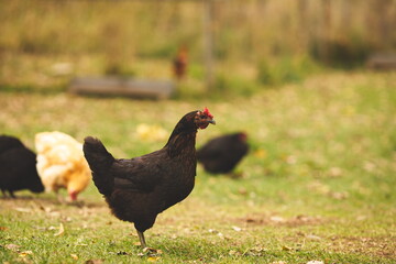 Chickens on a small farm in the country. Small scale poultry farming in Ontario, Canada.