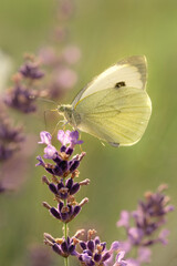 butterfly on flower