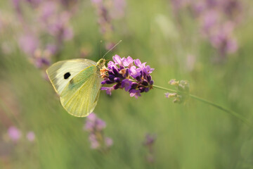butterfly on a flower