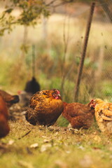 Chickens on a small farm in the country. Small scale poultry farming in Ontario, Canada.