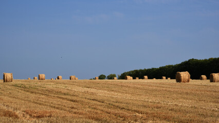 Obraz premium field of hay