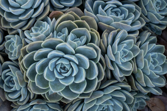 top view of various succulent plants © Patricia Fragoso