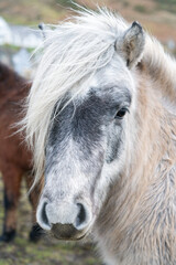 Obraz premium White pony in a field