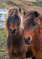 Brown ponies in a field in Ireland