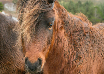 Fototapeta premium Brown pony in a field in Ireland