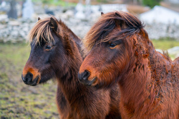 Brown ponies in a field in Ireland