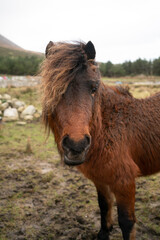 Fototapeta premium Brown pony in a field in Ireland