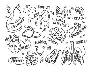 doodle human organs