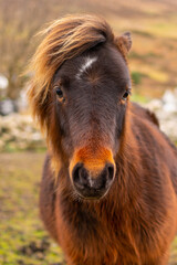 Fototapeta premium Brown pony in a field in Ireland