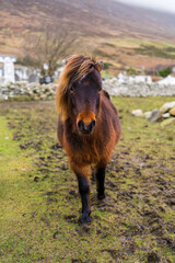Brown pony in a field in Ireland