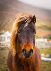 Brown pony in a field in Ireland