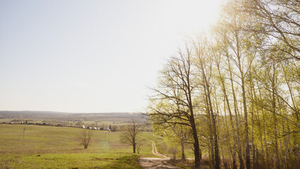 morning in the forest