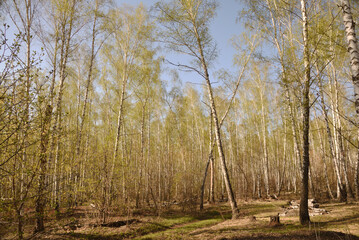 birch grove in spring
