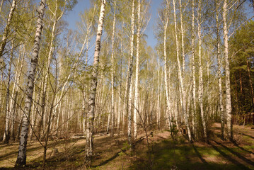birch forest in autumn