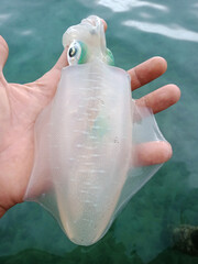 fresh cuttlefish on water background