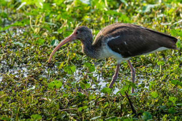Juvenile American white ibis (Eudocimus albus)