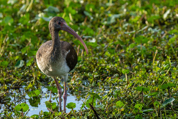 Juvenile American white ibis (Eudocimus albus)