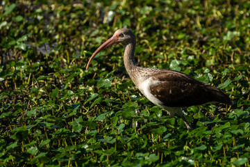 Juvenile American white ibis (Eudocimus albus)