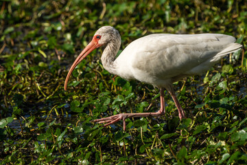 American white ibis (Eudocimus albus)