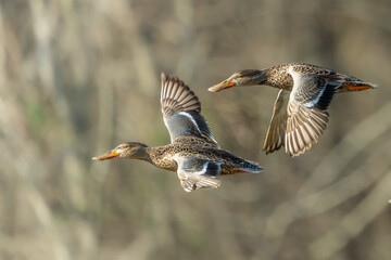 Northern Shovelers (Spatula clypeata) in flight