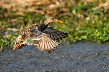 Flying Female Northern Shoveler (Spatula clypeata)