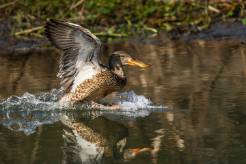 Female Northern Shoveler (Spatula clypeata) landing on pond