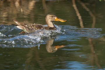 Female Northern Shoveler (Spatula clypeata) landing on pond